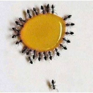Homee.cok Thuốc Diệt Côn Trùng Sinh Học - Diệt Kiến Gián Tận Gốc, An Toàn Tuyệt Đối, Hiệu Quả 10ml