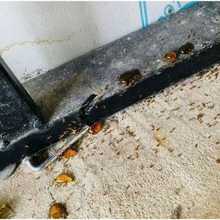 Homee.cok Thuốc Diệt Côn Trùng Sinh Học - Diệt Kiến Gián Tận Gốc, An Toàn Tuyệt Đối, Hiệu Quả 10ml