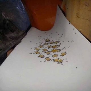 Homee.cok Thuốc Diệt Côn Trùng Sinh Học - Diệt Kiến Gián Tận Gốc, An Toàn Tuyệt Đối, Hiệu Quả 10ml