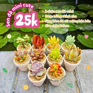 Set quà tặng sen đá kèm túi hoa cúc chậu mini 5cm MẦM NẮNG GARDEN  lỗi 1 đền 1
