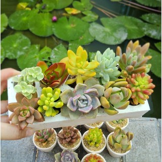 ​✨ Combo 10 Sen Đá Vỉ Mix Loại Ngẫu Nhiên [Size 4-5cm] - Tặng Phân Bón Béo Mầm - MẦM NẮNG GARDEN ✨