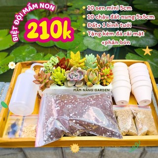 ​✨ Combo 10 Sen Đá Vỉ Mix Loại Ngẫu Nhiên [Size 4-5cm] - Tặng Phân Bón Béo Mầm - MẦM NẮNG GARDEN ✨