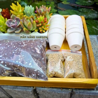 ​✨ Combo 10 Sen Đá Vỉ Mix Loại Ngẫu Nhiên [Size 4-5cm] - Tặng Phân Bón Béo Mầm - MẦM NẮNG GARDEN ✨