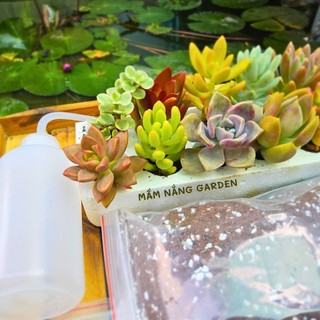 ​✨ Combo 10 Sen Đá Vỉ Mix Loại Ngẫu Nhiên [Size 4-5cm] - Tặng Phân Bón Béo Mầm - MẦM NẮNG GARDEN ✨