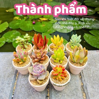 ​✨ Combo 10 Sen Đá Vỉ Mix Loại Ngẫu Nhiên [Size 4-5cm] - Tặng Phân Bón Béo Mầm - MẦM NẮNG GARDEN ✨