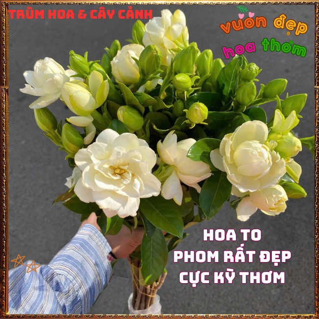 Cây hoa Bạch Thiên Hương Hoa Lài Lá Lớn Chậu Lớn Cây Cao Thơm Ngát 💿 Hoa Mười Giờ Bonsai & Phụ Kiện