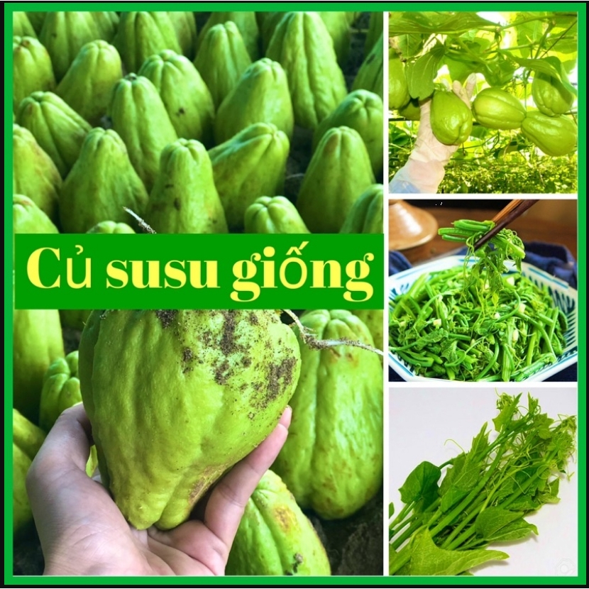 3 quả su su giống trông mùa hè ( su su chịu nhiệt )
