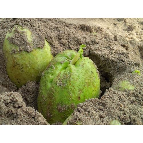 3 quả su su giống trông mùa hè ( su su chịu nhiệt )