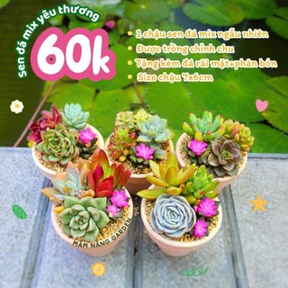 Combo sen đá mix ngẫu nhiên trồng sẵn vào chậu đất nung thích hợp làm sự kiện quà tặng Mầm Nắng Garden