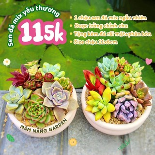 Combo sen đá mix ngẫu nhiên trồng sẵn vào chậu đất nung thích hợp làm sự kiện quà tặng Mầm Nắng Garden