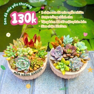 ​✨ Tiểu Cảnh Sen Đá Mix Thiết Kế [Size 12x7cm] - Mix 8-9 Loại Ngẫu Nhiên - Chậu Đất Nung Trắng - MẦM NẮNG GARDEN ✨