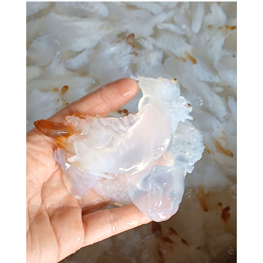 Chân sứa biển khô loại mặn, 1kg hàng to NGUYÊN CHÂN dùng làm nộm sứa, sứa xào, sứa xả tắc
