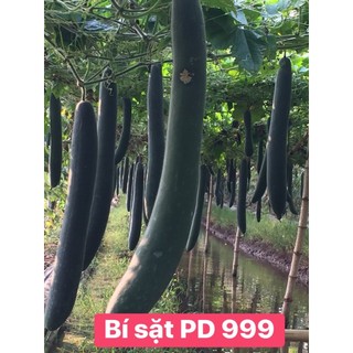 Hạt giống bị sặt PDS 999 kháng bệnh tốt, năng xuất cao - 1 gam