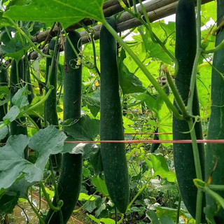 Hạt giống bị sặt PDS 999 kháng bệnh tốt, năng xuất cao - 1 gam