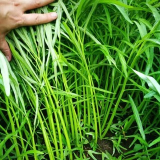 Hạt giống Rau Muống Me Kông, kháng sâu bệnh sinh trưởng khoẻ - 20 gam