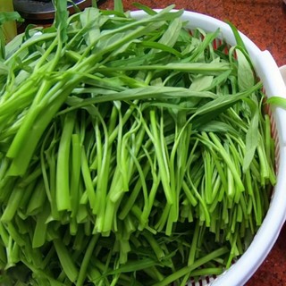 Hạt giống Rau Muống Me Kông, kháng sâu bệnh sinh trưởng khoẻ - 20 gam
