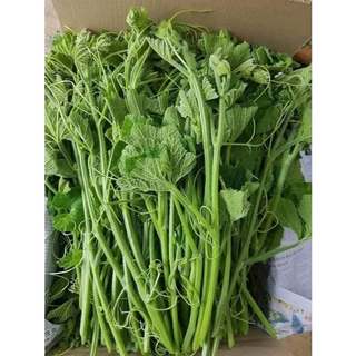Hạt giống Bí Siêu Ngọn Hạt Nhỏ, kháng sâu bệnh, sinh trưởng tốt, năng xuất cao - 20 gam