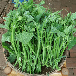Hạt giống Bí Siêu Ngọn Hạt Nhỏ, kháng sâu bệnh, sinh trưởng tốt, năng xuất cao - 20 gam
