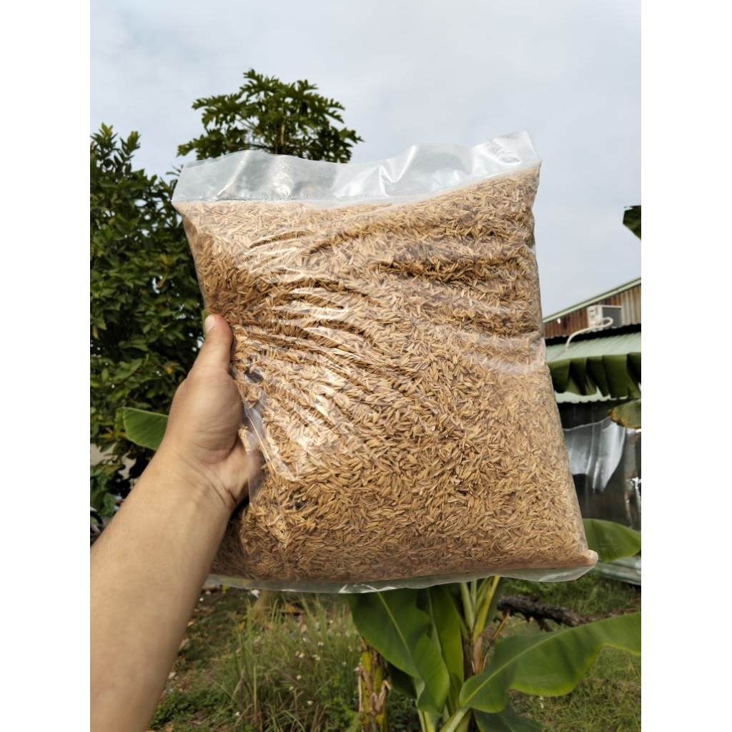 Trấu Sống -Gói 5dm3 - Trộn Đất Trồng Cây Trong Chậu