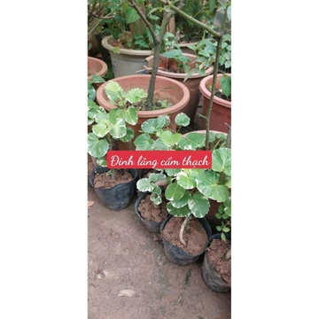 Cây Đinh Lăng Cẩm Thạch – Lá Đốm Sang Trọng, Phong Thủy Tài Lộc – Đủ Kích Cỡ: Cây Để Bàn, Bụi Trung, Cây Đại Khủng
