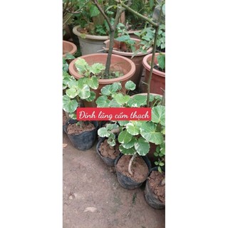 Herbal medicine