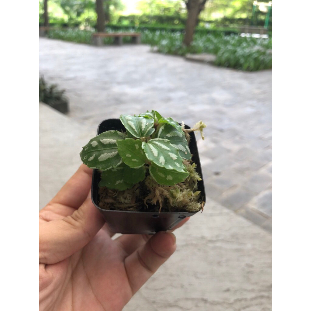 Gấm dọc dưa,trang trí sân vườn,cây để bàn,terarium,tiểu cảnh