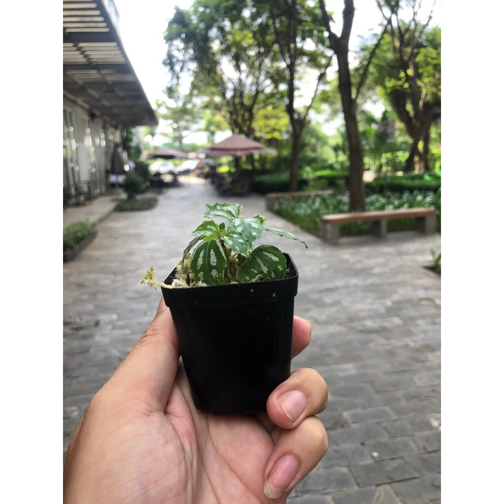Gấm dọc dưa,trang trí sân vườn,cây để bàn,terarium,tiểu cảnh