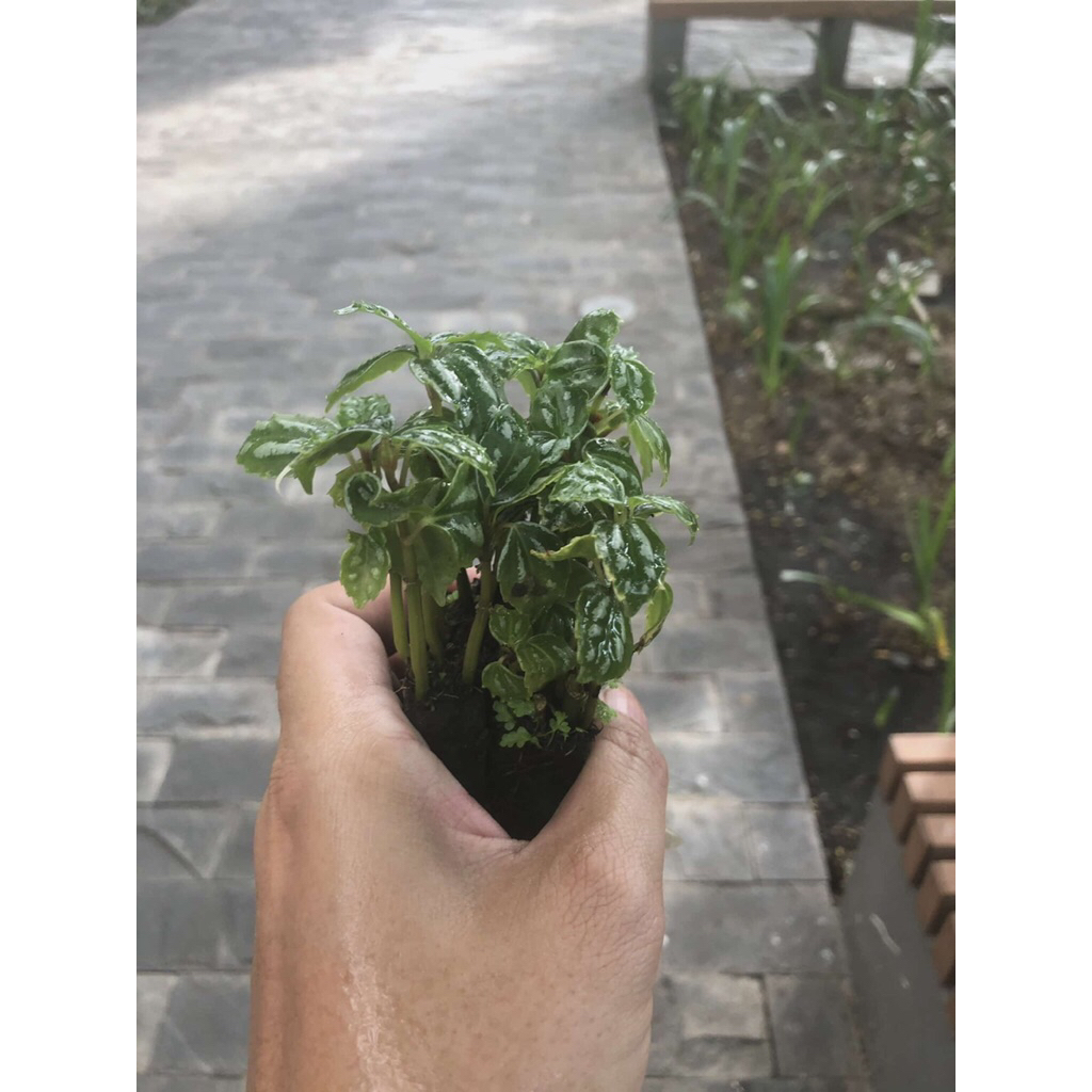 Gấm dọc dưa,trang trí sân vườn,cây để bàn,terarium,tiểu cảnh
