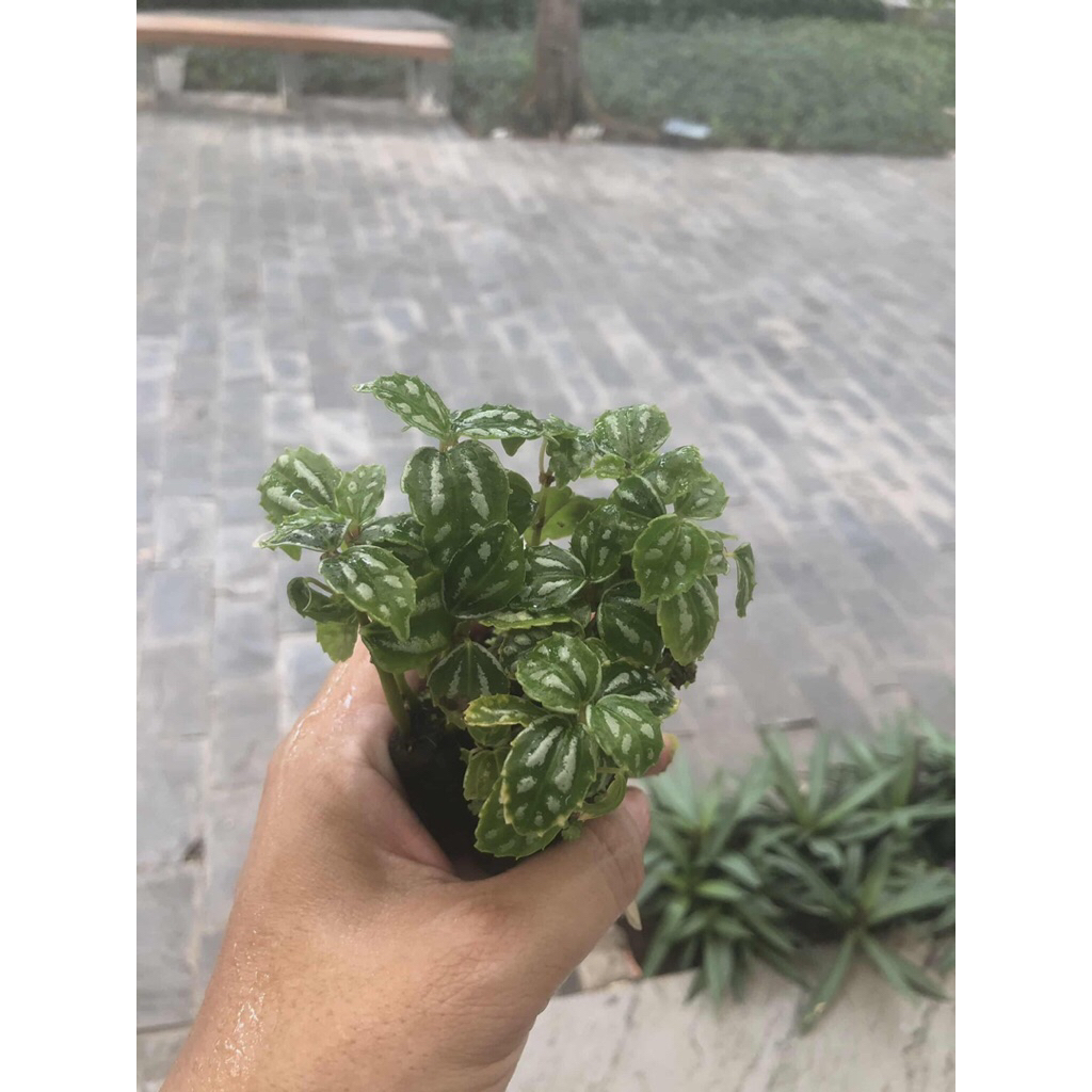 Gấm dọc dưa,trang trí sân vườn,cây để bàn,terarium,tiểu cảnh