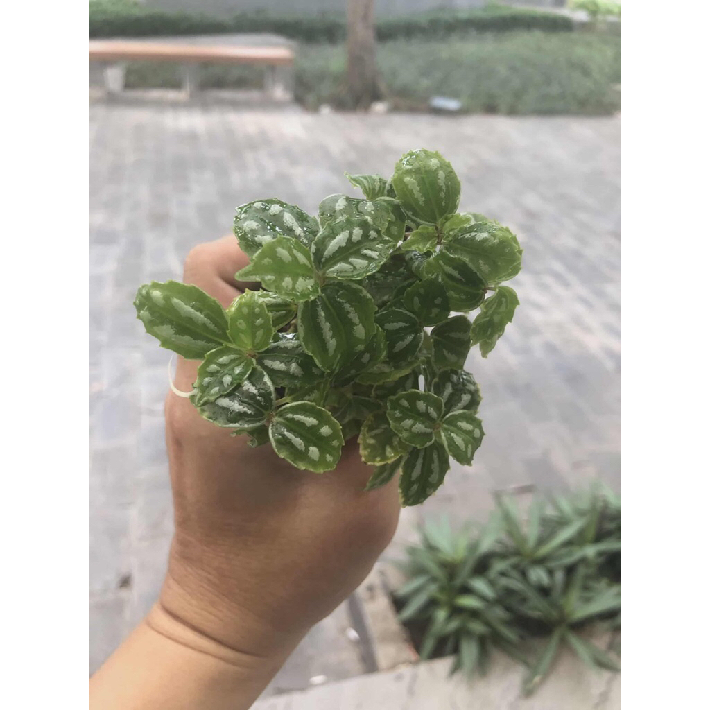 Gấm dọc dưa,trang trí sân vườn,cây để bàn,terarium,tiểu cảnh