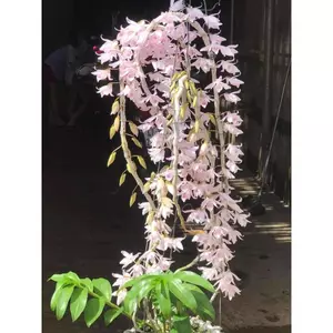 Phi Điệp DÃ Hạc Hồng Yên Thủy