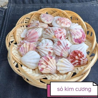 Vỏ Sò, vỏ ốc biển các loại - combo vỏ ốc trang trí- phụ kiện thủy sinh