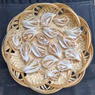 Vỏ Sò, vỏ ốc biển các loại - combo vỏ ốc trang trí- phụ kiện thủy sinh