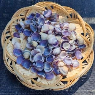 Vỏ Sò, vỏ ốc biển các loại - combo vỏ ốc trang trí- phụ kiện thủy sinh