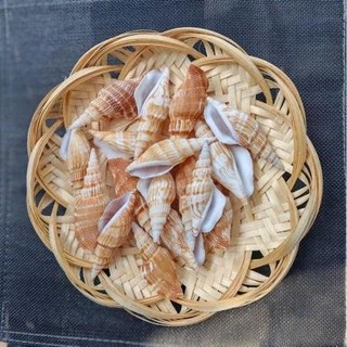 Vỏ Sò, vỏ ốc biển các loại - combo vỏ ốc trang trí- phụ kiện thủy sinh
