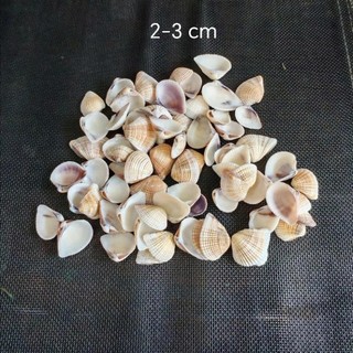 Vỏ hến vàng - Vỏ ốc trang trí, nguyên liệu làm handmade