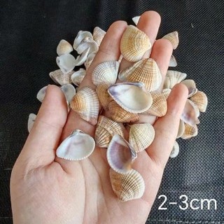 Vỏ hến vàng - Vỏ ốc trang trí, nguyên liệu làm handmade