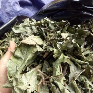 [GIÁ TẠI VƯỜN] 1kg Cây xạ đen Hòa Bình tiêu u tiêu bướu (cam kết xanh, khô, sạch, mới thu hoạch)