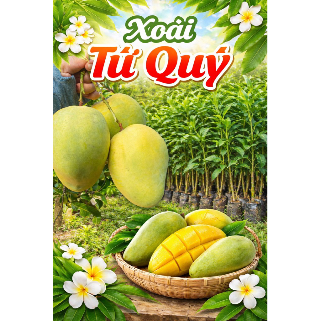 XOÀI TỨ QUÝ – TRÁI TO, NGỌT ĐẬM, RA QUẢ QUANH NĂM.