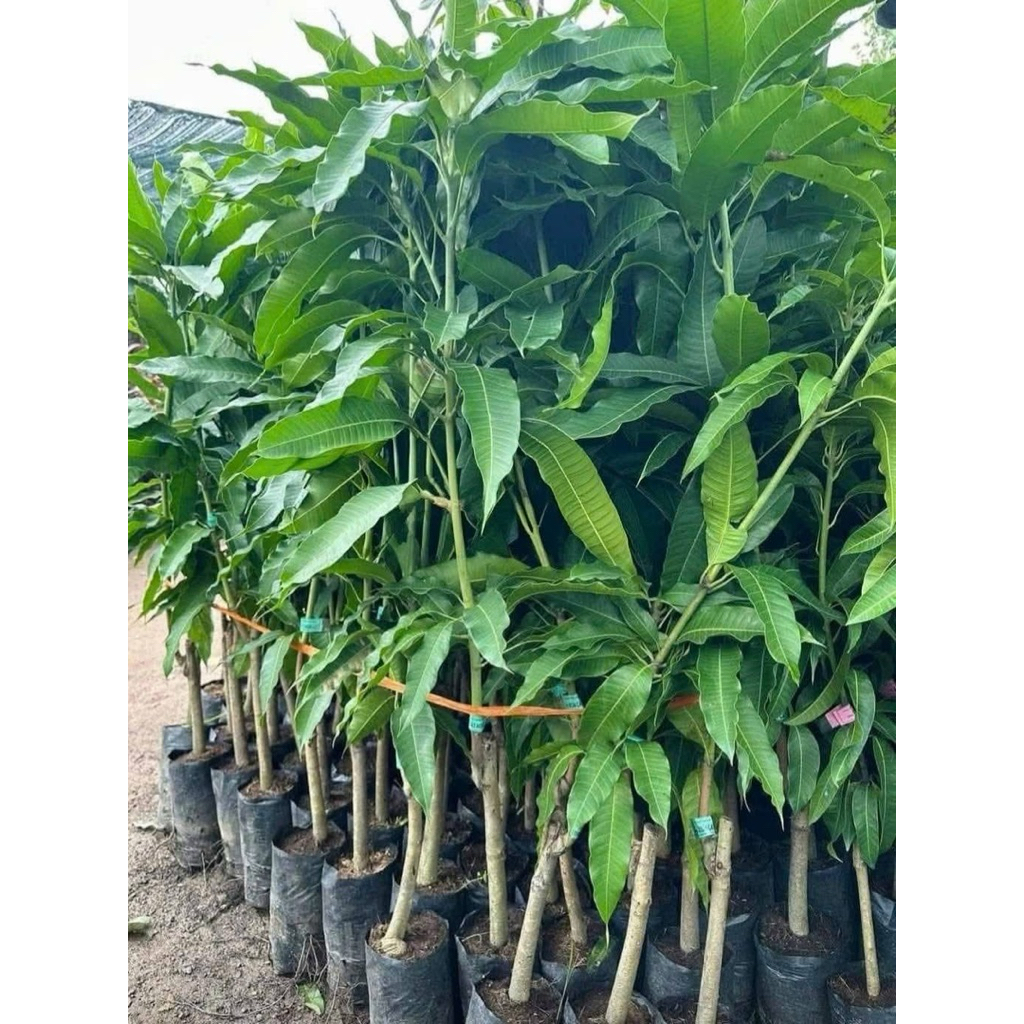 XOÀI TỨ QUÝ – TRÁI TO, NGỌT ĐẬM, RA QUẢ QUANH NĂM.