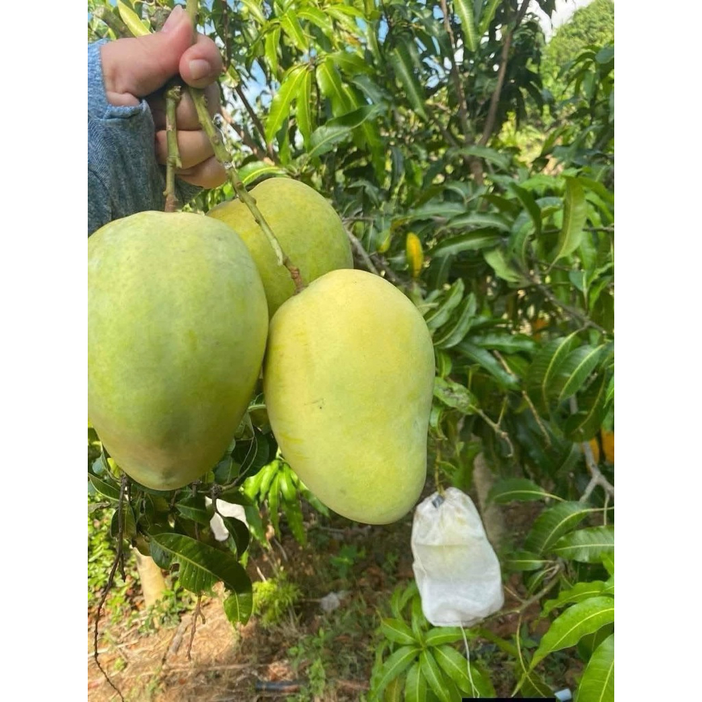 XOÀI TỨ QUÝ – TRÁI TO, NGỌT ĐẬM, RA QUẢ QUANH NĂM.