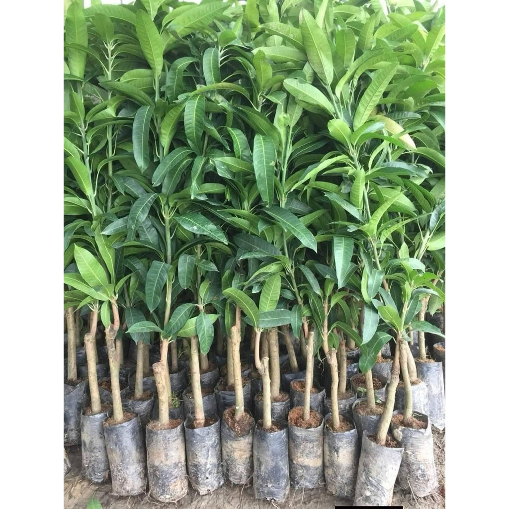 XOÀI TỨ QUÝ – TRÁI TO, NGỌT ĐẬM, RA QUẢ QUANH NĂM.