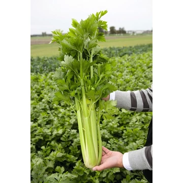 Hạt giống Cần Tây Bẹ To ( Gói 100 hạt ) ép nước, dễ chăm, sinh trưởng khỏe - hatgiongno.1