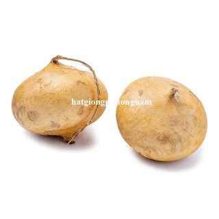 20 Hạt - Hạt Giống Củ Đậu(Củ Sắn) Phương Nam