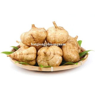 20 Hạt - Hạt Giống Củ Đậu(Củ Sắn) Phương Nam