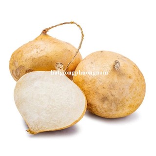 20 Hạt - Hạt Giống Củ Đậu(Củ Sắn) Phương Nam