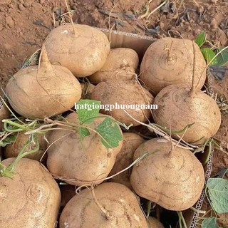 20 Hạt - Hạt Giống Củ Đậu(Củ Sắn) Phương Nam