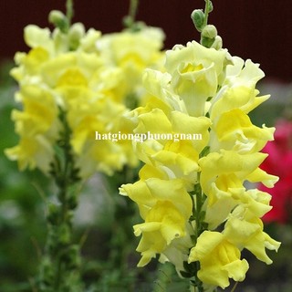 1 gram - Hạt Giống Hoa Kim Ngư Thảo