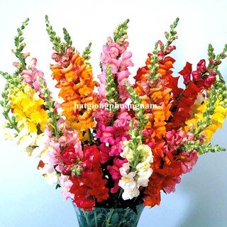 1 gram - Hạt Giống Hoa Kim Ngư Thảo