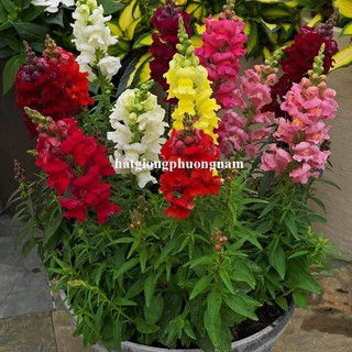 1 gram - Hạt Giống Hoa Kim Ngư Thảo